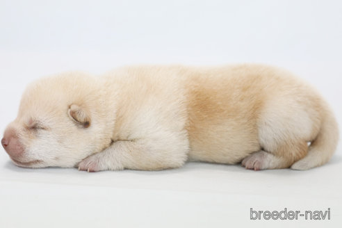 成約済の神奈川県の柴犬-315520の3枚目